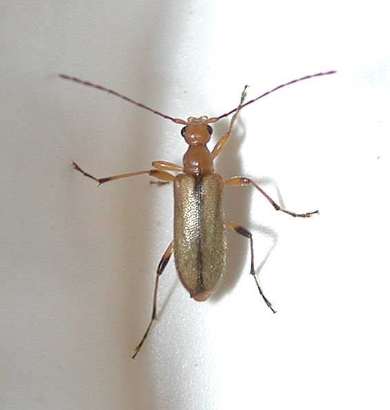 チャイロヒメハナカミキリ(対馬亜種)