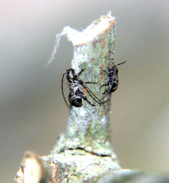 ツシマゴマフチビカミキリ