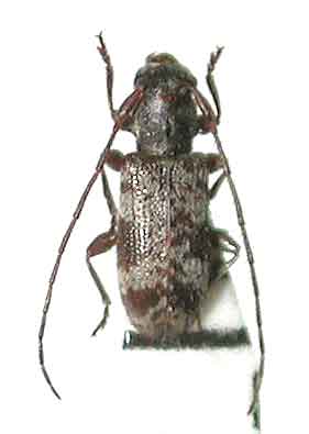 ツシマゴマフチビカミキリ