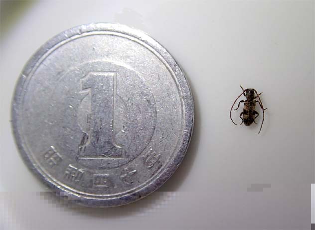 ツシマゴマフチビカミキリ