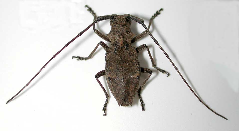 ツシマセダカコブヤハズカミキリ