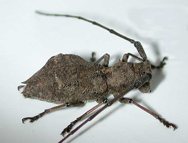 ツシマセダカコブヤハズカミキリ