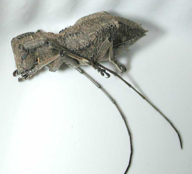 ツシマセダカコブヤハズカミキリ