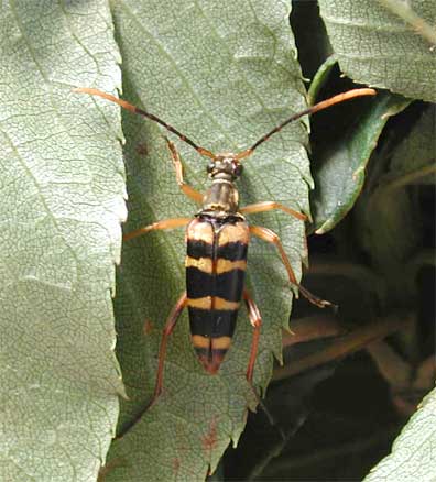 ツシマヨツスジハナカミキリ