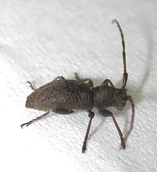 ツチイロフトヒゲカミキリ