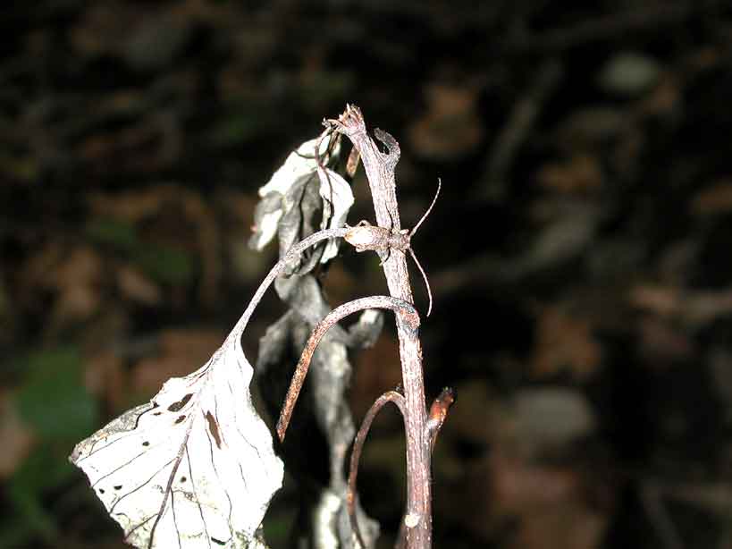 ツチイロフトヒゲカミキリ