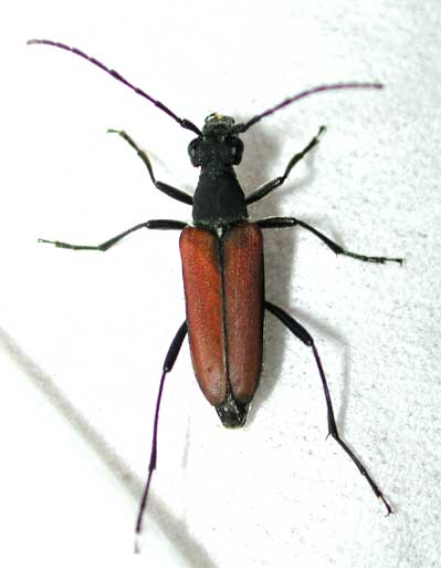 ツヤケシハナカミキリ