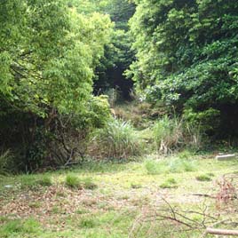 ウスアヤカミキリ