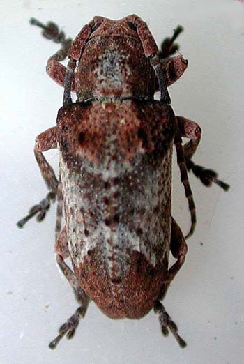 ワモンサビカミキリ