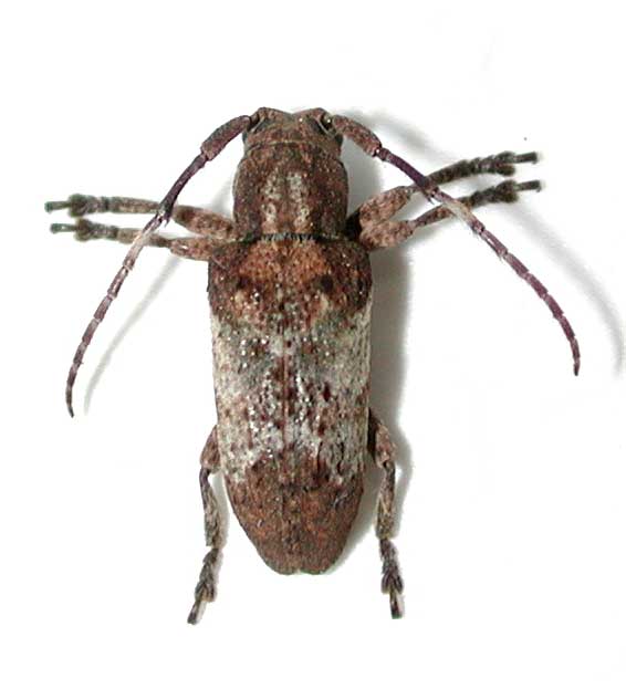 ワモンサビカミキリ