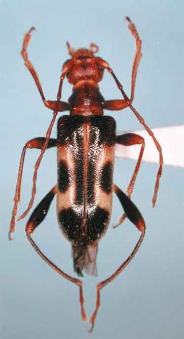 ワルサワダケヒメハナカミキリ