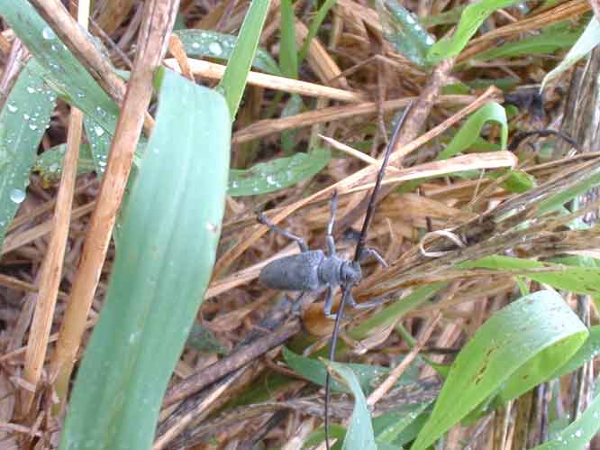 ヤエヤマフトカミキリ