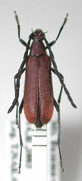 ヤエヤマヒオドシハナカミキリ