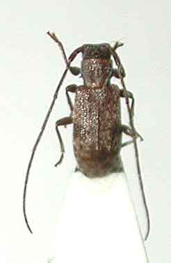 ヤエヤマケシカミキリ