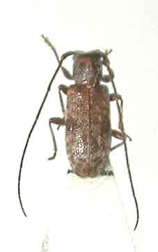 ヤエヤマケシカミキリ