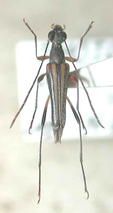 ヤエヤマクロスジホソハナカミキリ