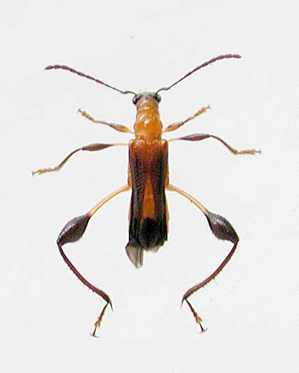 ヤエヤマモモブトコバネカミキリ