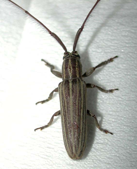 ヤエヤマタテスジドウボソカミキリ