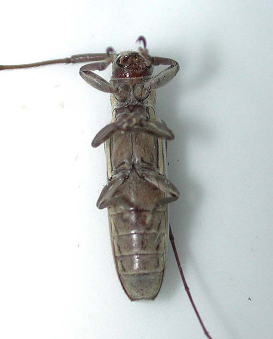 ヤエヤマタテスジドウボソカミキリ