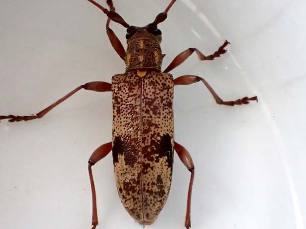 ヤクマルバネコブヒゲカミキリ