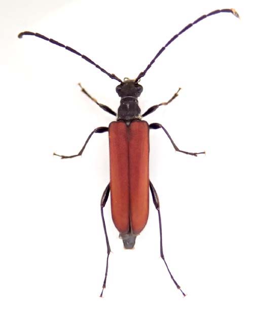 ヤクシマヘリウスハナカミキリ