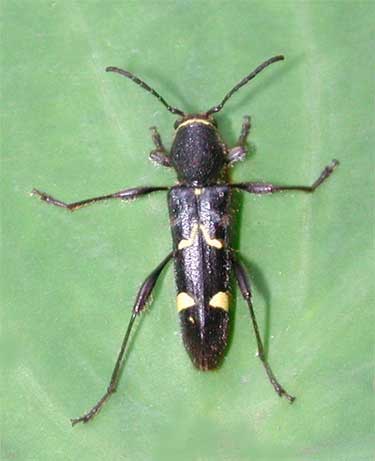 ヤクシマキスジトラカミキリ