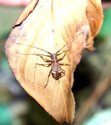 ヤクシマコブヤハズカミキリ