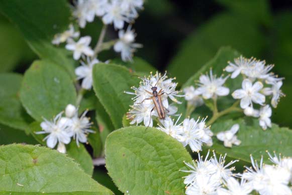 ヤマヒメハナカミキリ