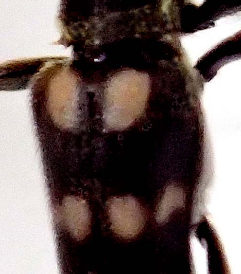 ヤマトキモンハナカミキリ