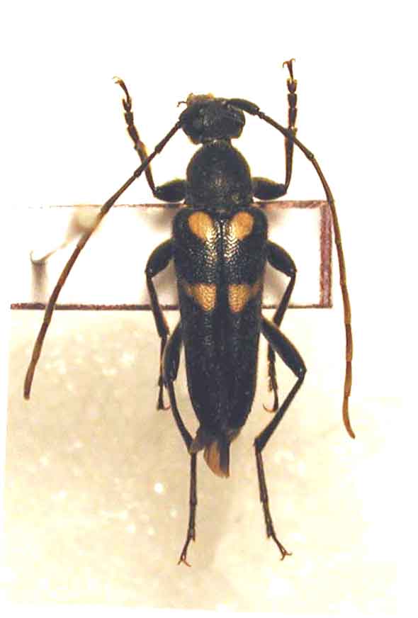 ヤマトキモンハナカミキリ