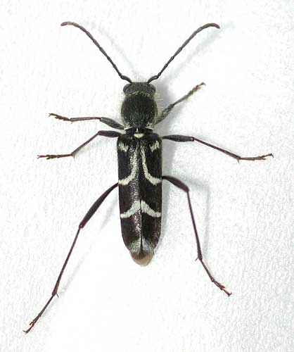 ヤマトシロオビトラカミキリ