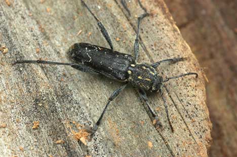 ヤナギトラカミキリ