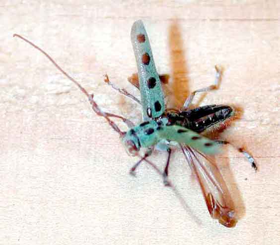 ヤツボシカミキリ