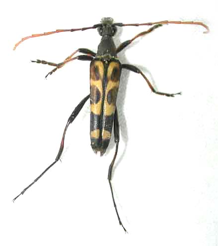 ヤツボシハナカミキリ