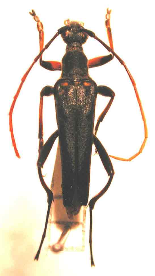 ヤツボシハナカミキリ