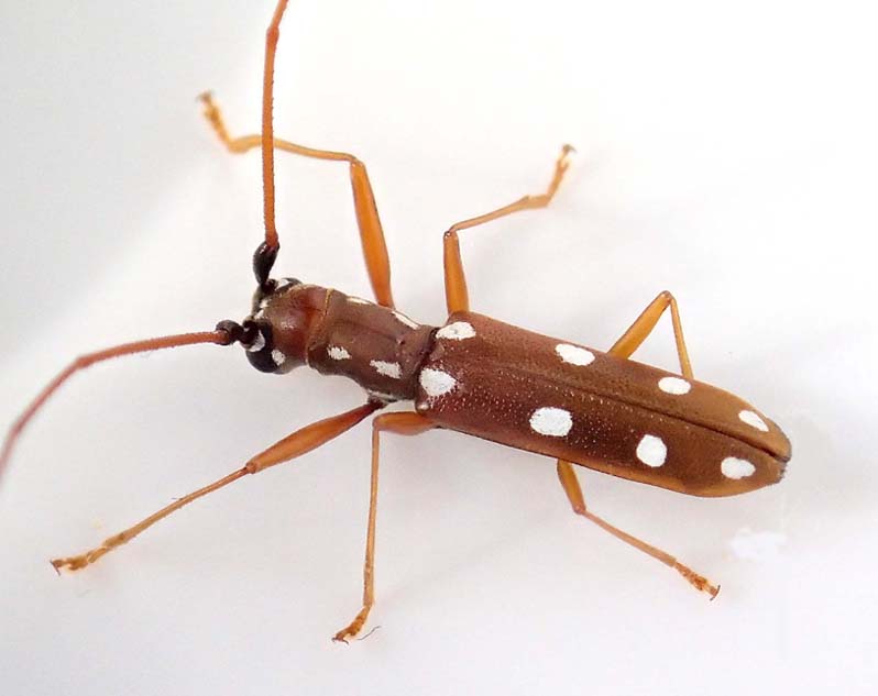 ヤツボシシロカミキリ