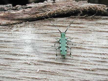 ヤツメカミキリ