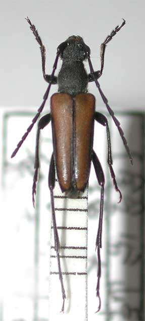 ヨコグロハナカミキリ