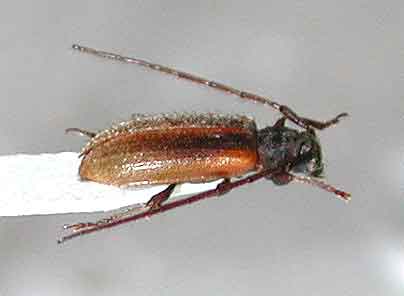 ヨコグロケシカミキリ