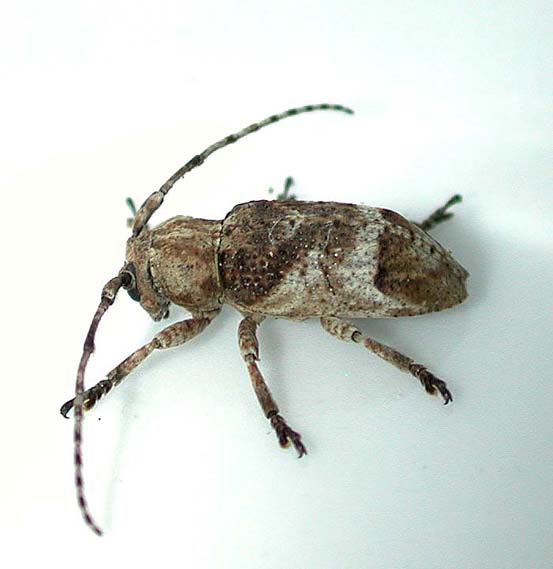 ヨコスジサビカミキリ