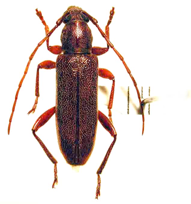 ヨコヤマヒメカミキリ