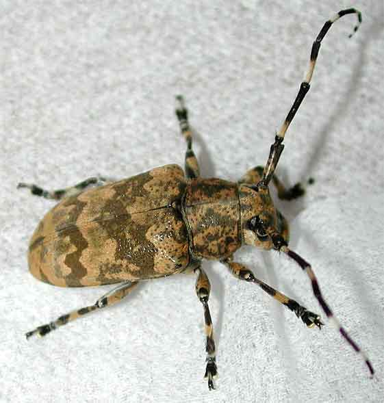 ヨナグニゴマフカミキリ