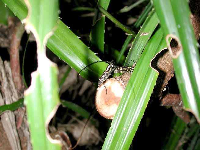 ヨナグニキボシカミキリ