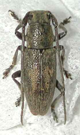 ヨナグニウスアヤカミキリ