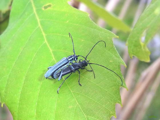 ヨスジアオカミキリ