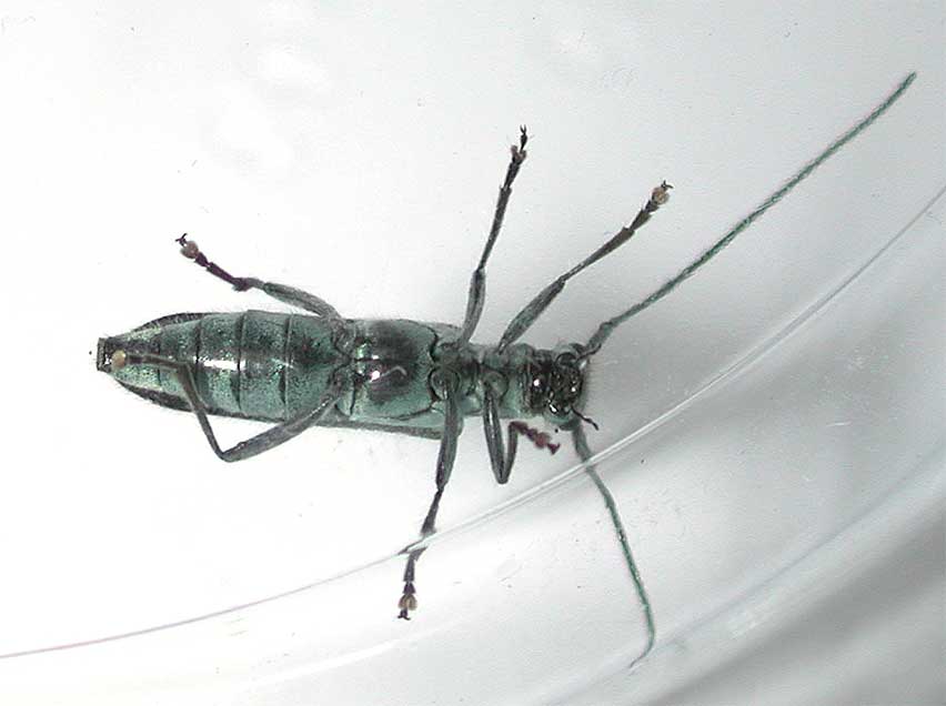 ヨスジアオカミキリ