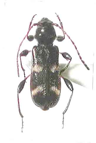 ヨツボシチビヒラタカミキリ