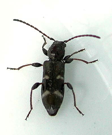 ヨツボシチビヒラタカミキリ