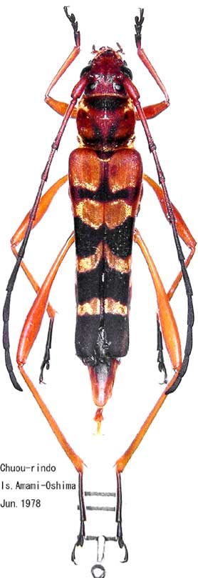 ヨツオビハレギカミキリ