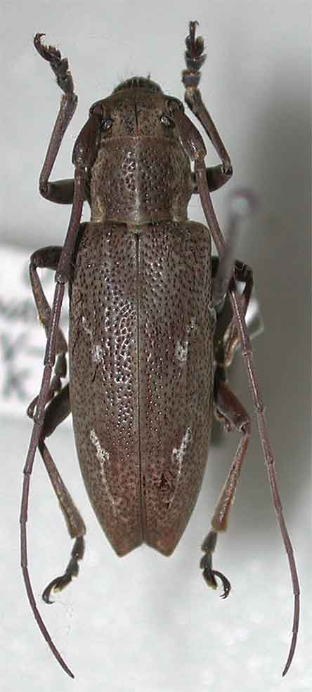 ヨツスジカミキリ